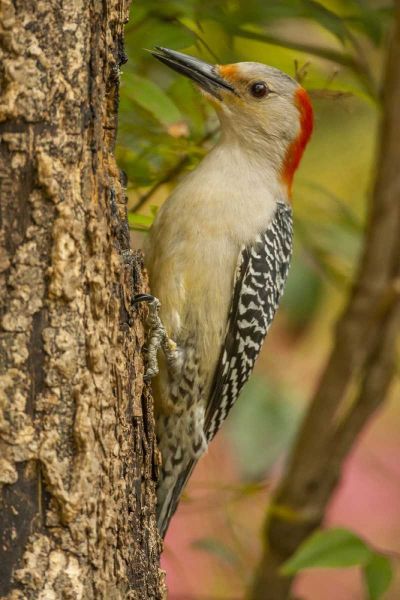 North Carolina, Red-bellied woodpecker on tree